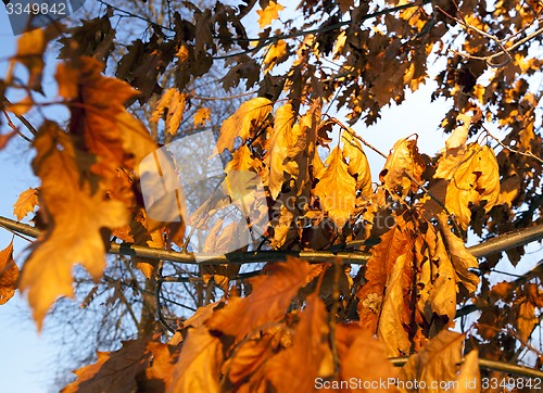 Image of yellow foliage 