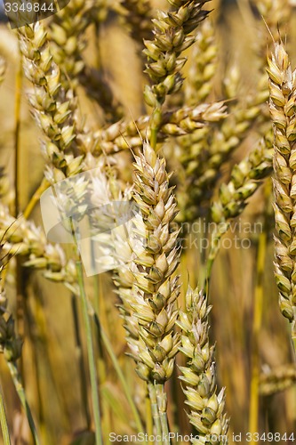 Image of ripened cereals  