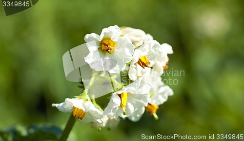 Image of potatoes flower 
