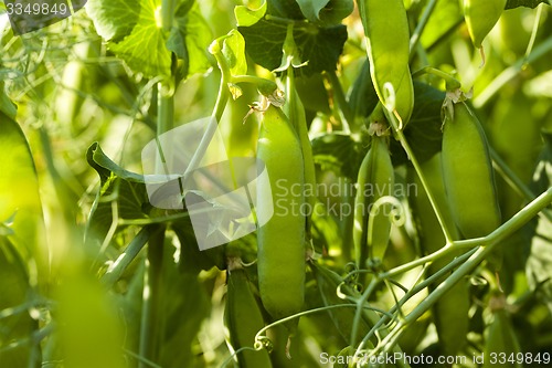 Image of peas sprouts  