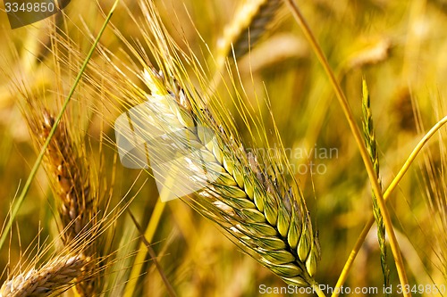 Image of mature cereals  