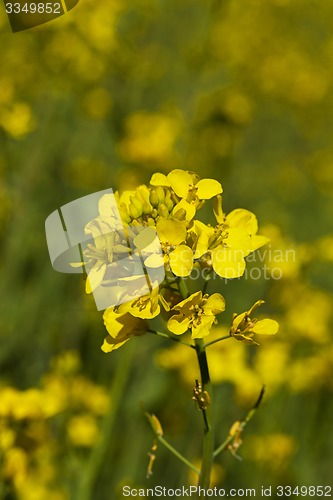 Image of colza flower  