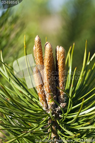 Image of fir-tree sprouts   