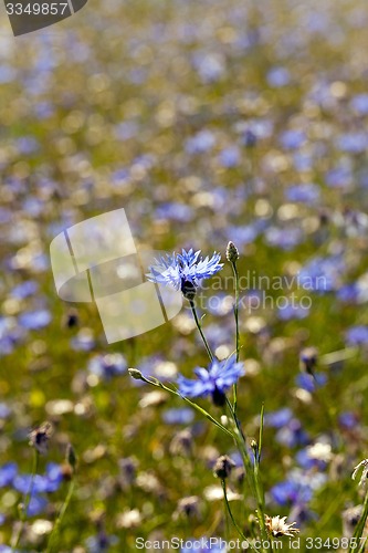 Image of cornflowers 