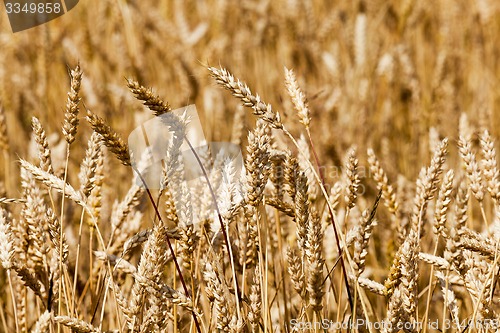 Image of ripened cereals  