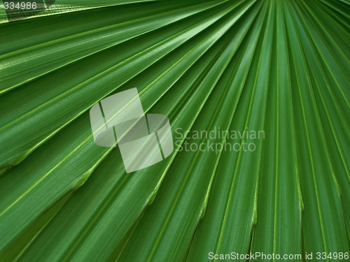 Image of Leaf