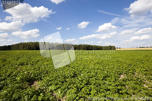 Image of potato field  