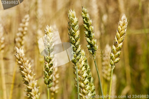 Image of cereals  