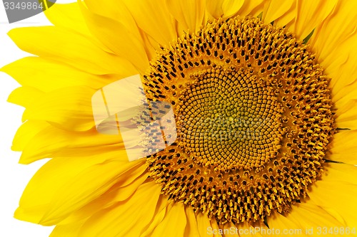Image of sunflower  