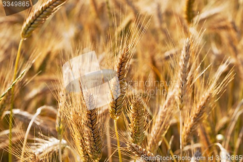 Image of ripened cereals  