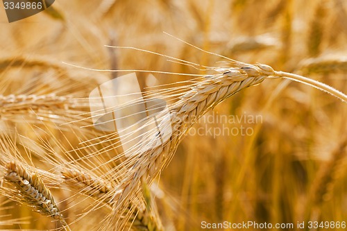 Image of ripened cereals  