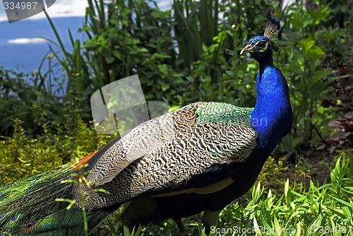 Image of Peacock male