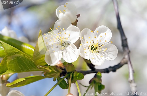 Image of apple-tree flowers  