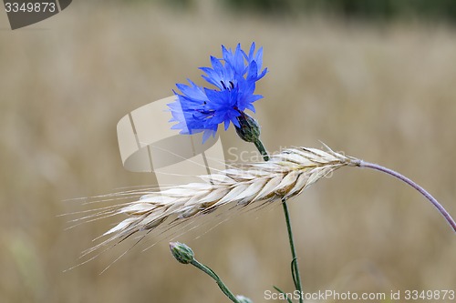 Image of cornflower 