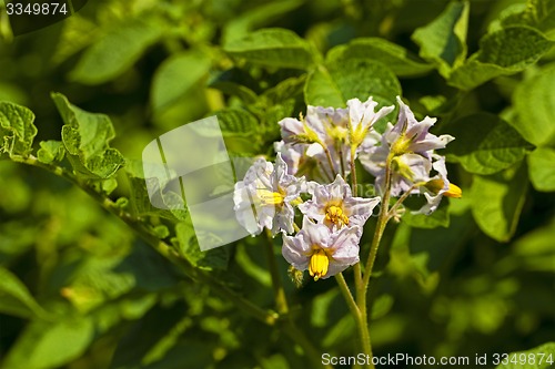 Image of potato field  