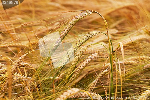 Image of turning green rye  