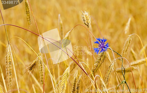 Image of mature wheat  