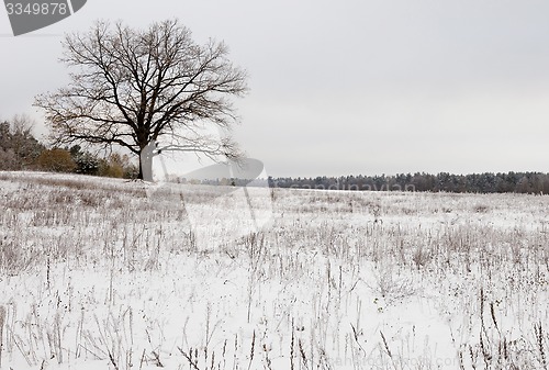 Image of trees in the winter  