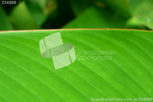 Image of tropical leaf closeup