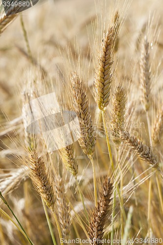 Image of ripened cereals  