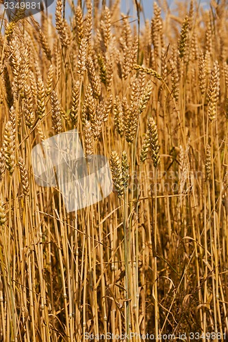 Image of ripened cereals  