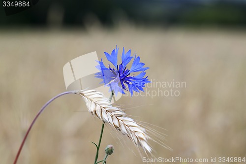 Image of cornflower 