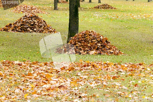 Image of the fallen-down foliage  