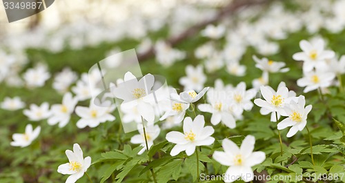 Image of spring flowers  