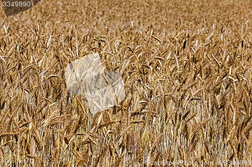 Image of ripened cereals  