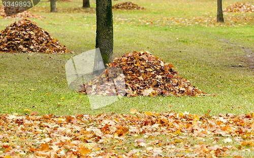 Image of the fallen-down foliage  