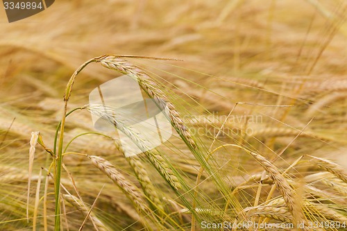 Image of ripened cereals  