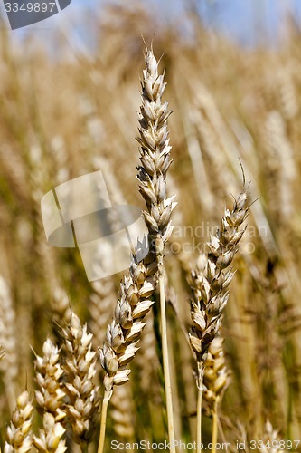 Image of cereals  