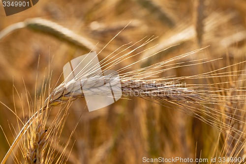 Image of mature wheat  