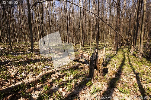 Image of spring wood 