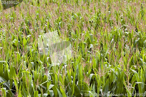 Image of corn field  