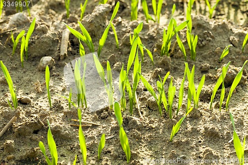 Image of wheat sprouts 