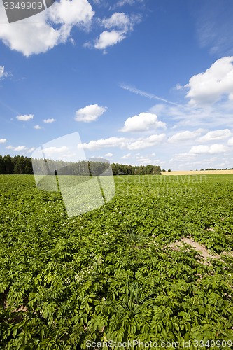 Image of potato field  