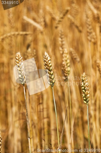 Image of cereals  