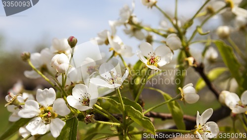 Image of blossoming trees  