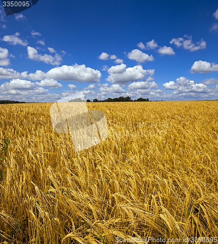 Image of wheat field  