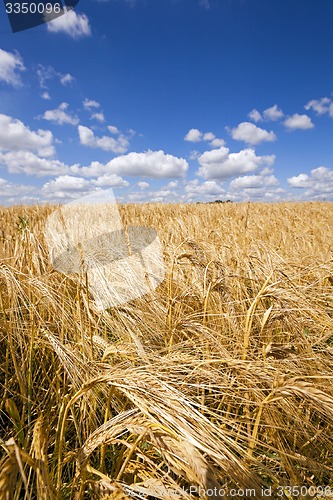 Image of wheat field  