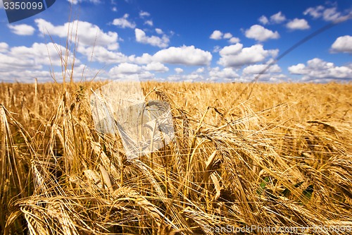 Image of mature wheat  