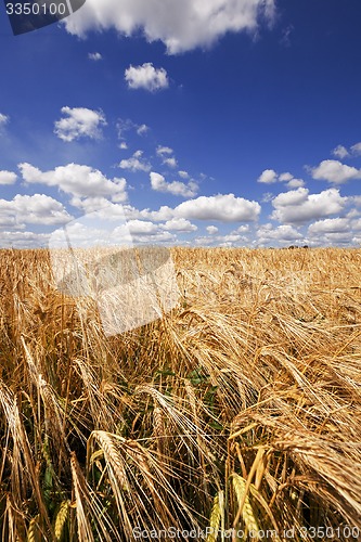 Image of wheat field  