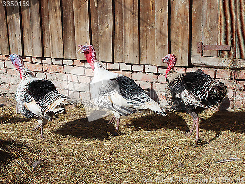 Image of flight of turkeys in the village