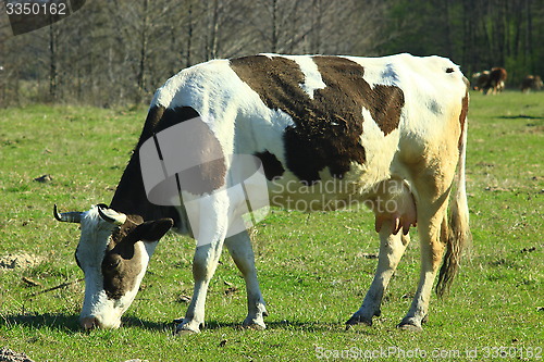 Image of cow grazing in the pasture