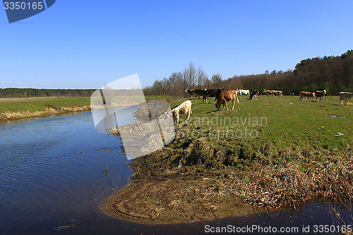 Image of cows go near the river