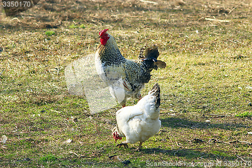 Image of cock and hen walk on the rural court yard