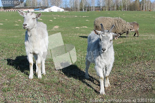 Image of two young goats on the pasture