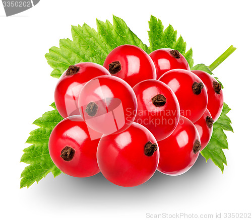 Image of Red berries of currant