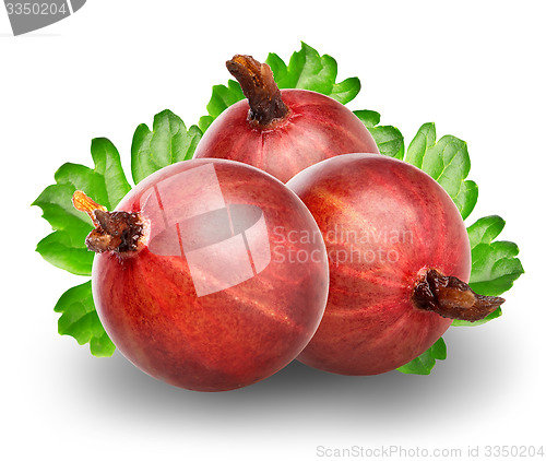 Image of Red gooseberry